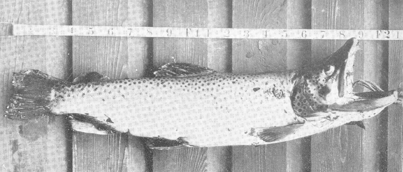 Image of <i>Salmo henshawi</i>