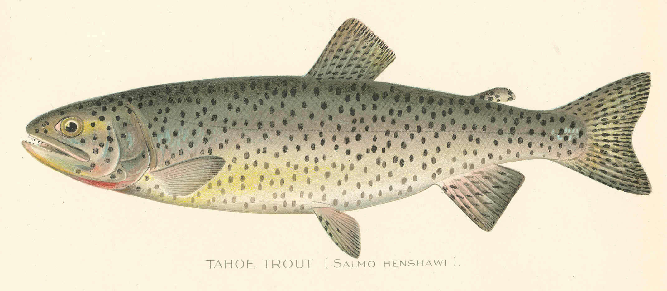 Image of <i>Salmo henshawi</i>