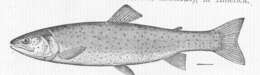 Image of <i>Salmo henshawi</i>