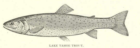 Image of trouts and salmons