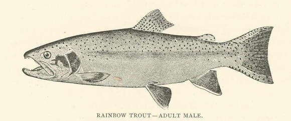 Image of Salmon