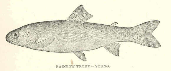 Image of Salmon