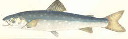 Image of East Siberian char