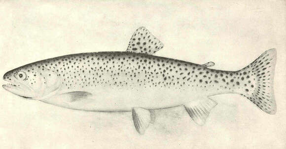 Image of trouts and salmons