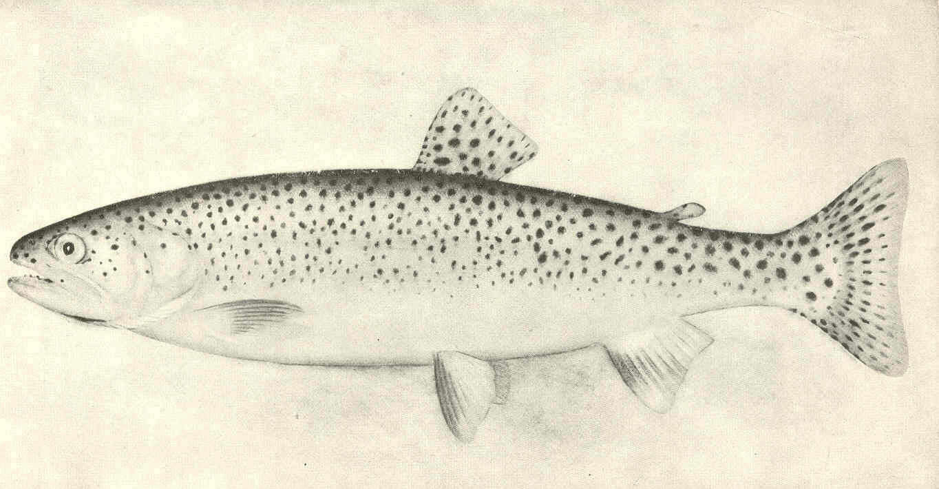 Image of Salmoniformes