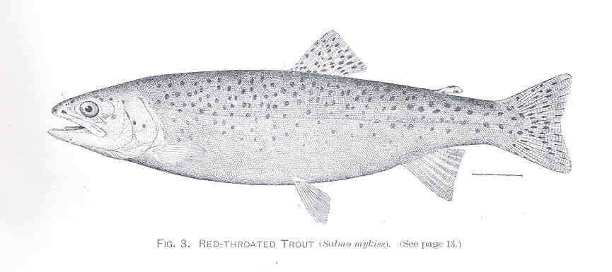 Image of Salmon