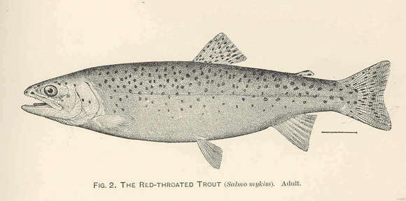 Image of Salmon