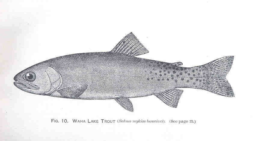 Image of Salmoniformes