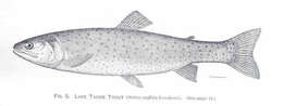 Image of Salmoniformes