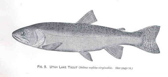 Image of trouts and salmons