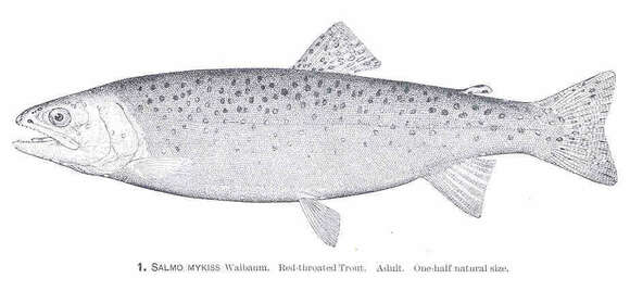 Image of trouts and salmons