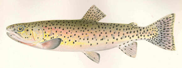 Image of trouts and salmons