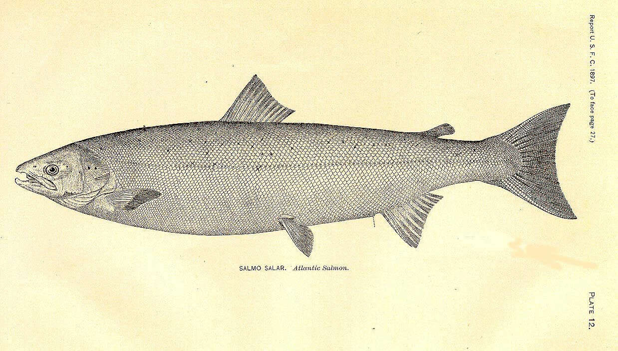 Image of salmon