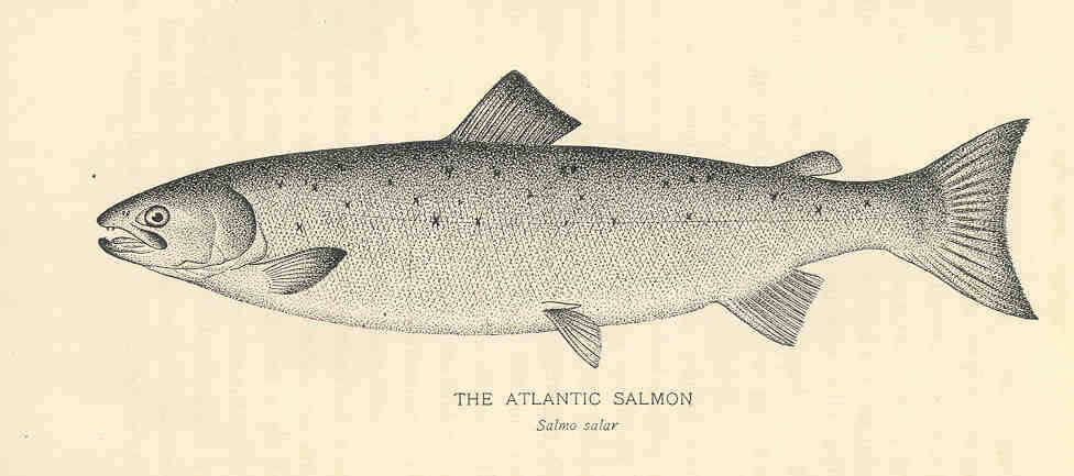 Image of salmon