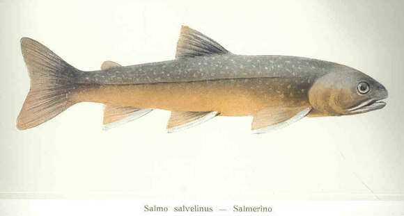 Image de Salvelinus