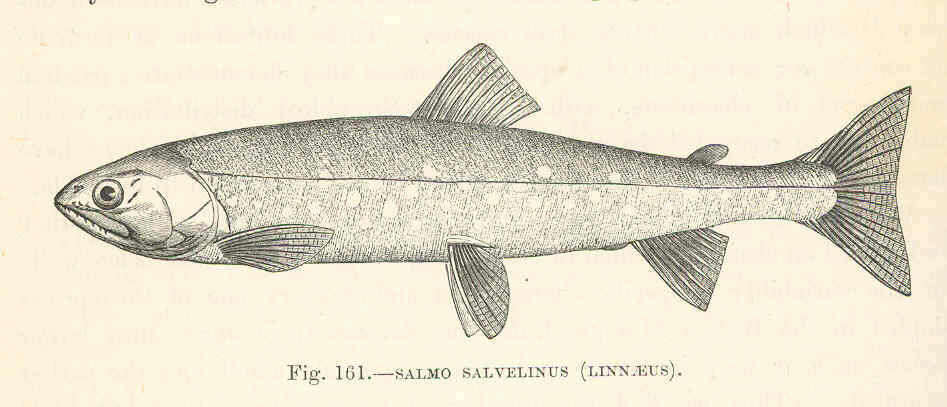 Image de Salvelinus