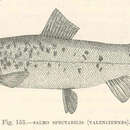 Salvelinus malma (Walbaum 1792) resmi