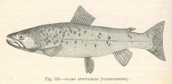 Salvelinus resmi