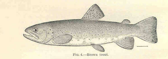 Image of trouts and salmons