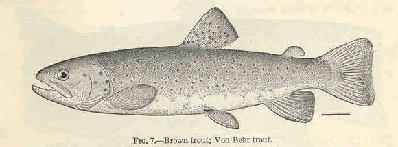 Image of trouts and salmons