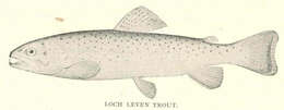 Image of Salmoniformes