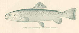 Image of salmon