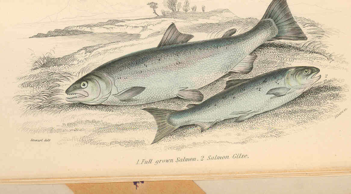 Image of Salmoniformes