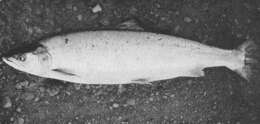 Image of Salmoniformes