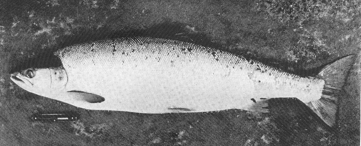 Image of Salmoniformes