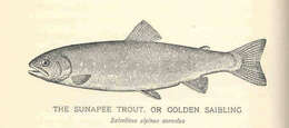 Image of <i>Salvelinus alpinus aureolus</i>