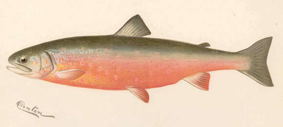 Image of trouts and salmons