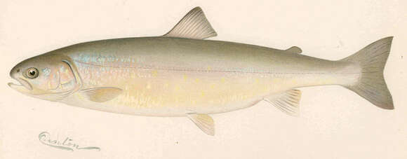 Image of trouts and salmons