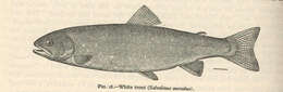 Image of Salvelinus