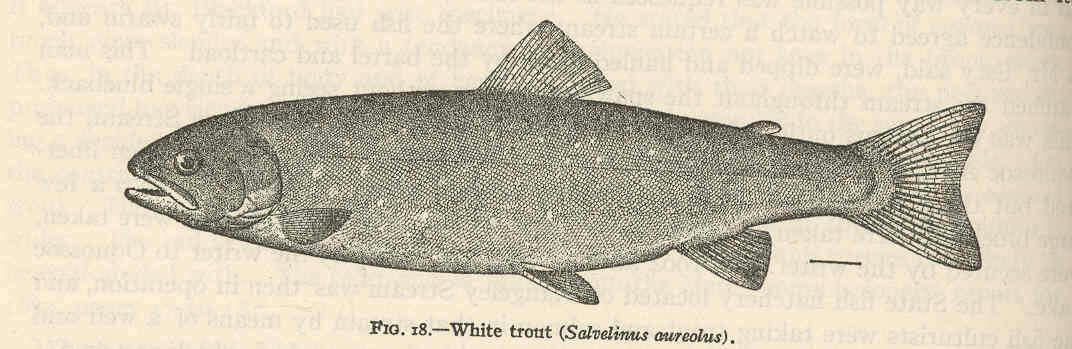 Image of Salvelinus