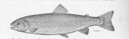 Image of Salvelinus