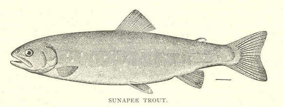 Image of Salvelinus