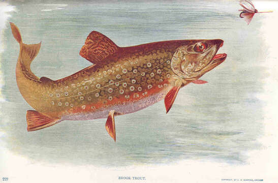 Image of Salvelinus