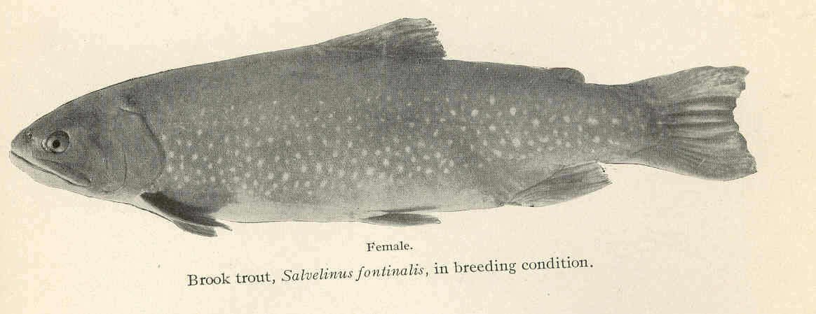 Image of Salvelinus