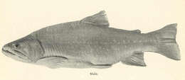 Image of Salvelinus