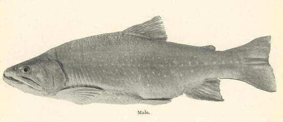 Image de Salvelinus