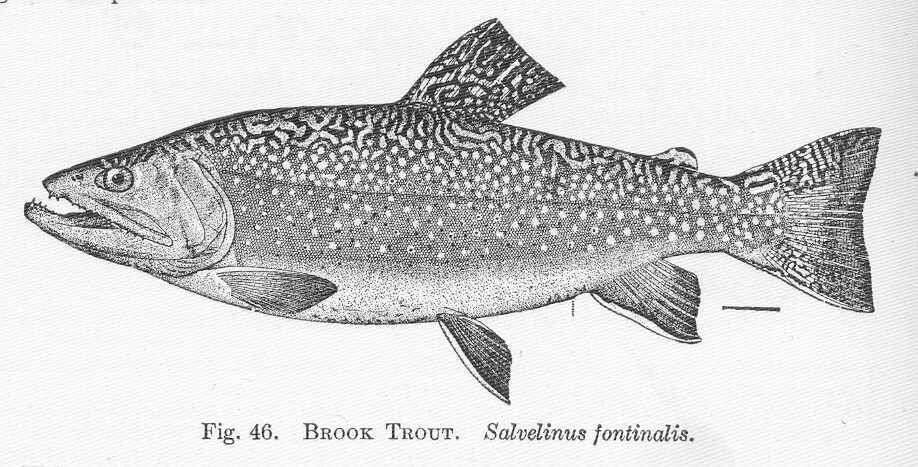 Image of Salvelinus