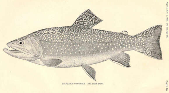 Image of Salvelinus