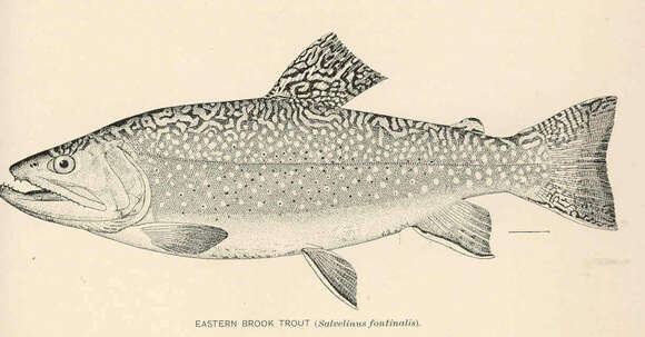 Image de Salvelinus