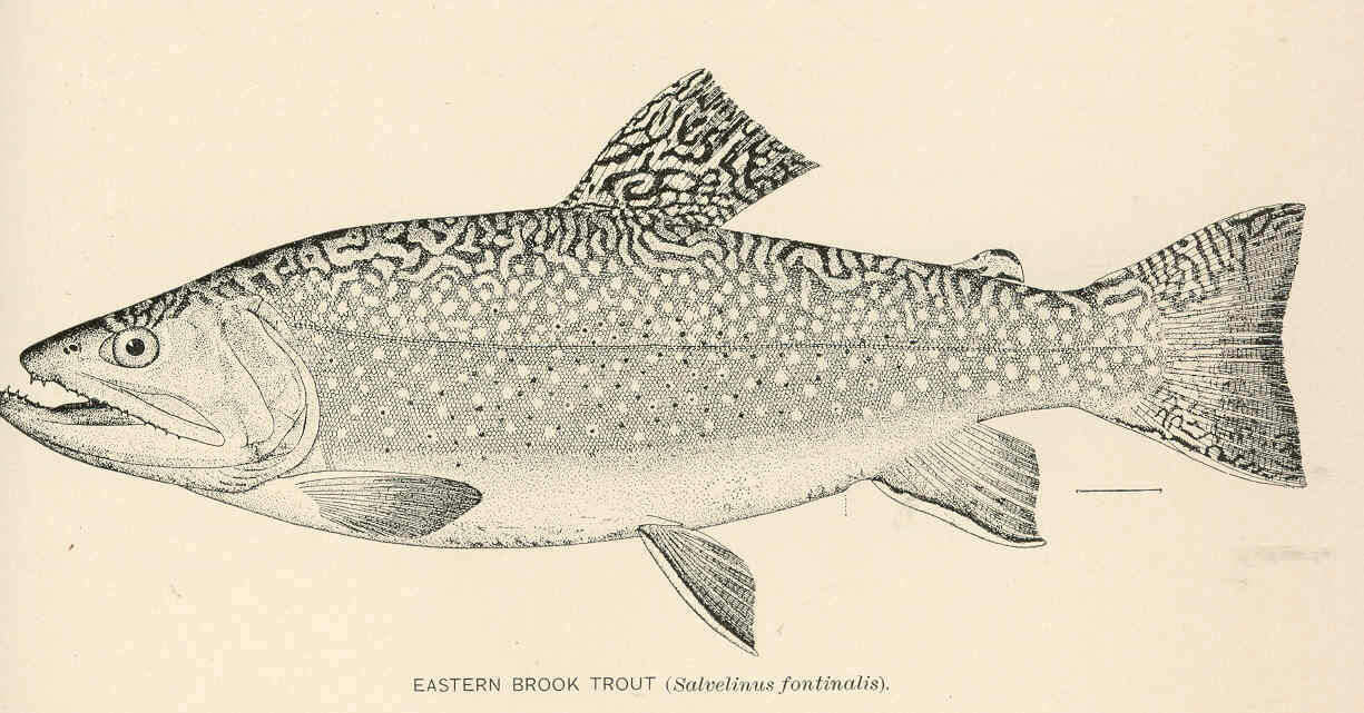 Image of Salvelinus