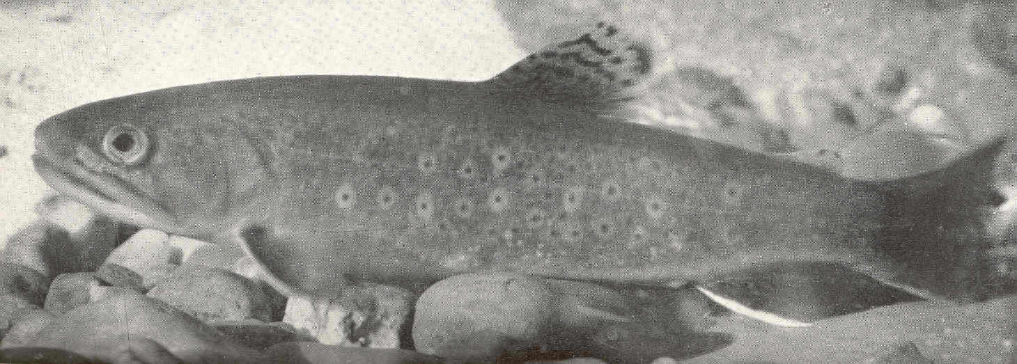 Image of Salvelinus