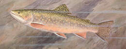 Image of Salvelinus