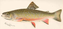 Image of Salvelinus