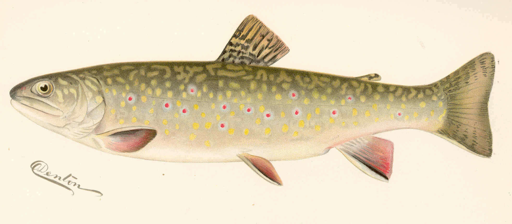 Image of Salvelinus