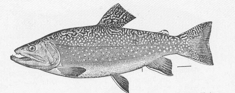 Image of Salvelinus