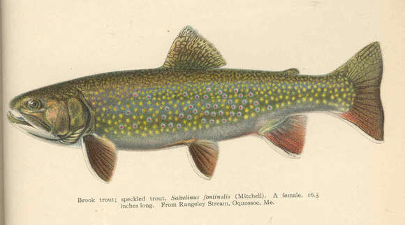 Image de Salvelinus